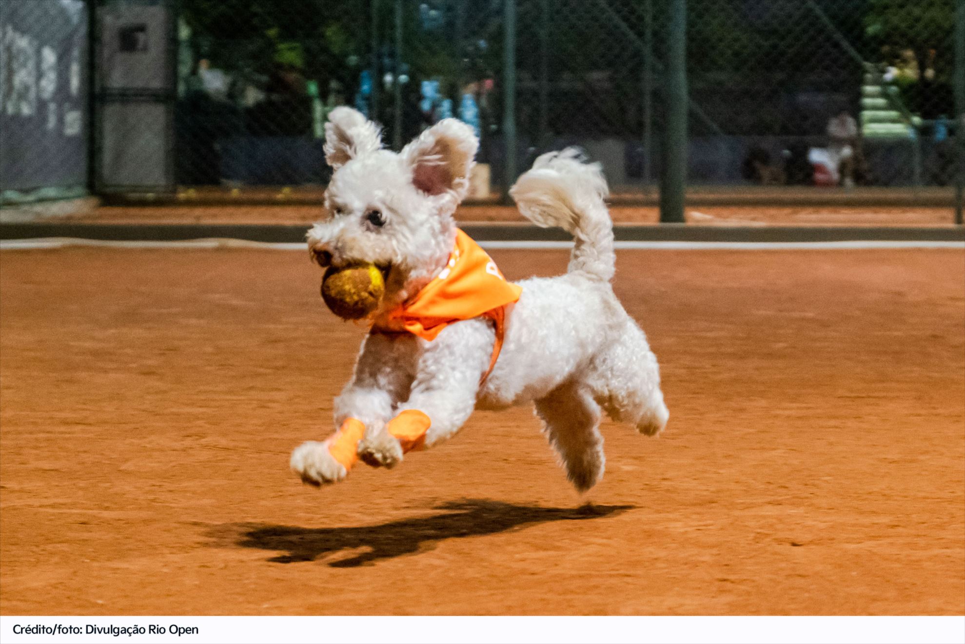 CãoDula