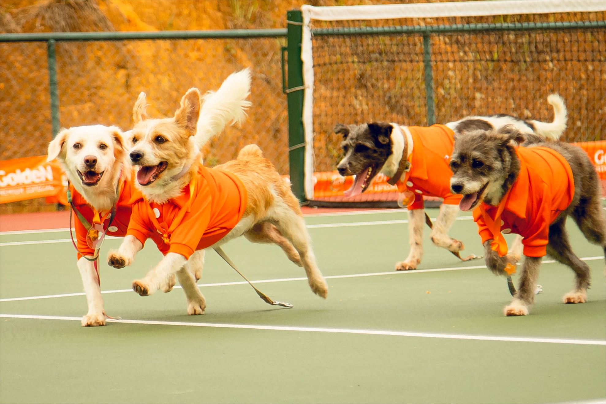 Kia Brasil faz parceria com PremieRpet para o Rio Open 2025